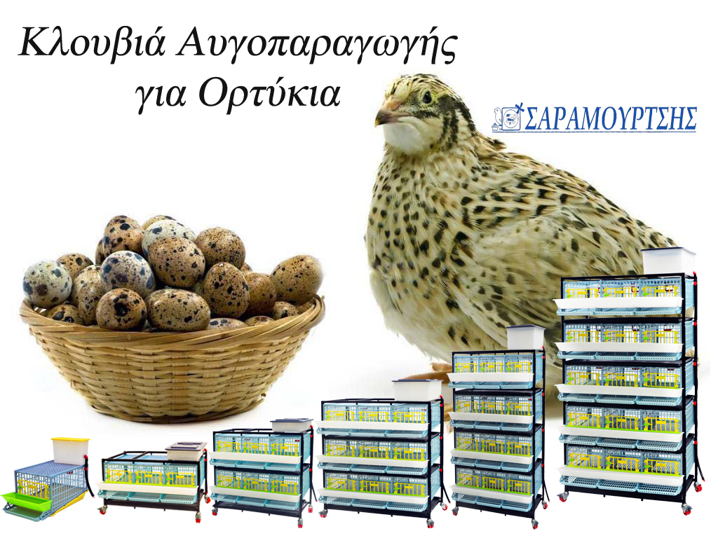 quail eggs copy
